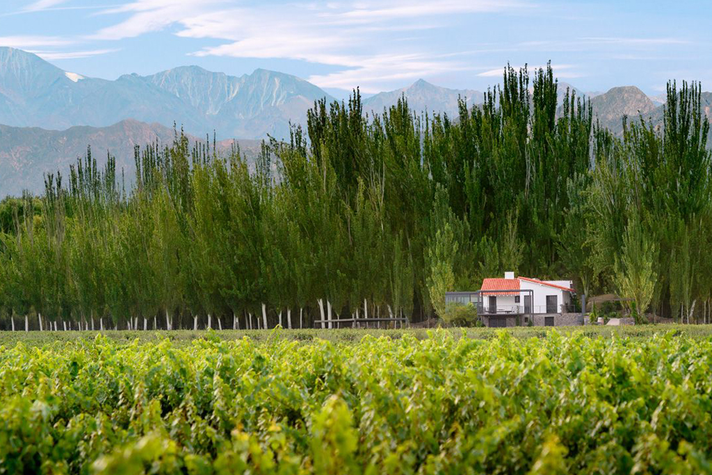 Bodegas - Finca Bandini