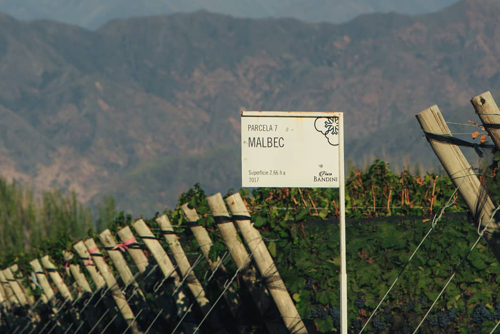 Bodegas - Finca Bandini