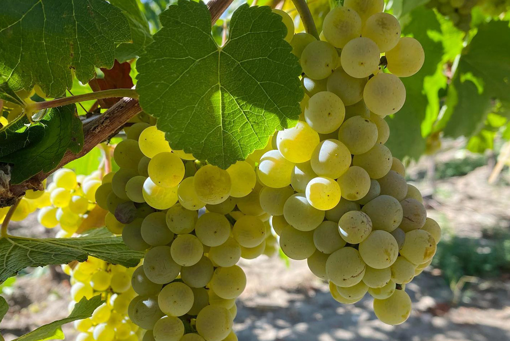 Bodega Casa Petrini