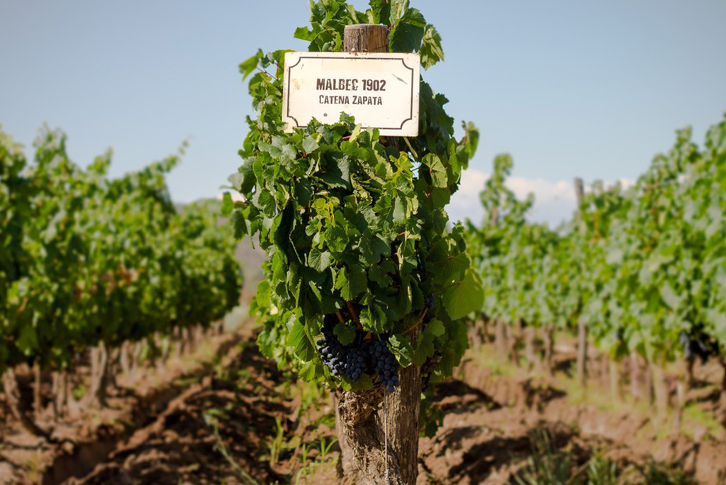 Bodega Catena Zapata