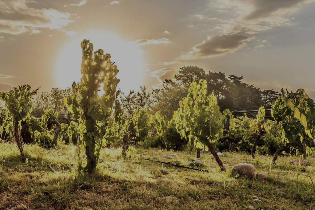 Bodega El Enemigo Wine