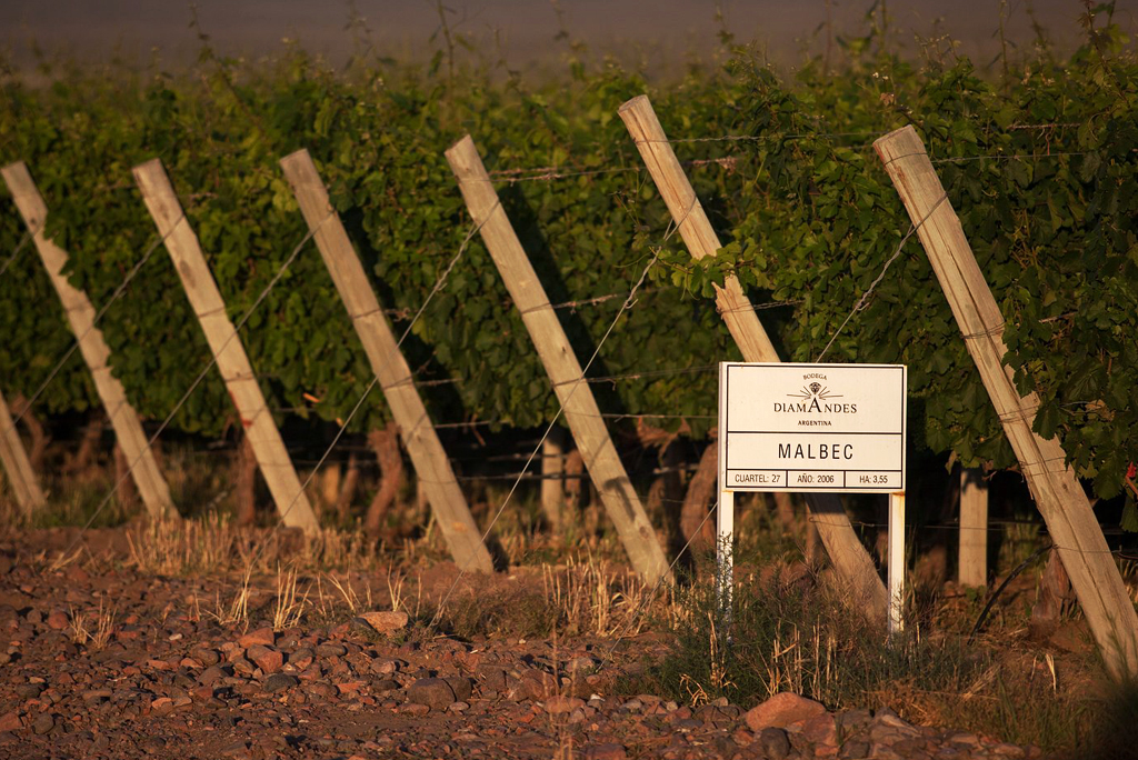 Bodega Diamandes