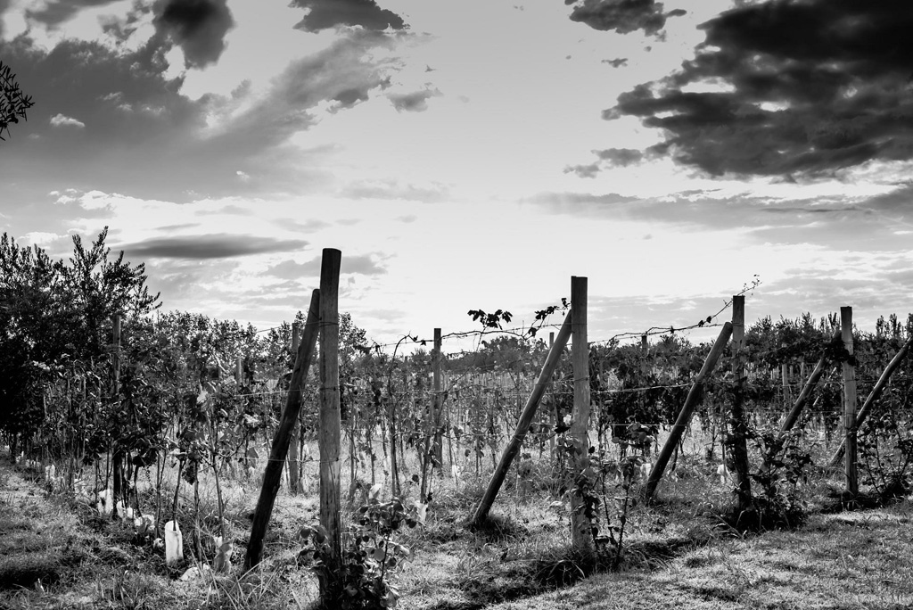 Bodega El Enemigo Wine