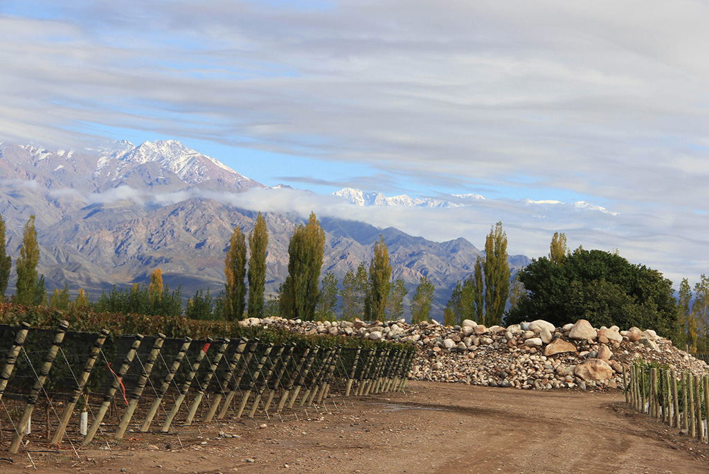 Bodega Zuccardi