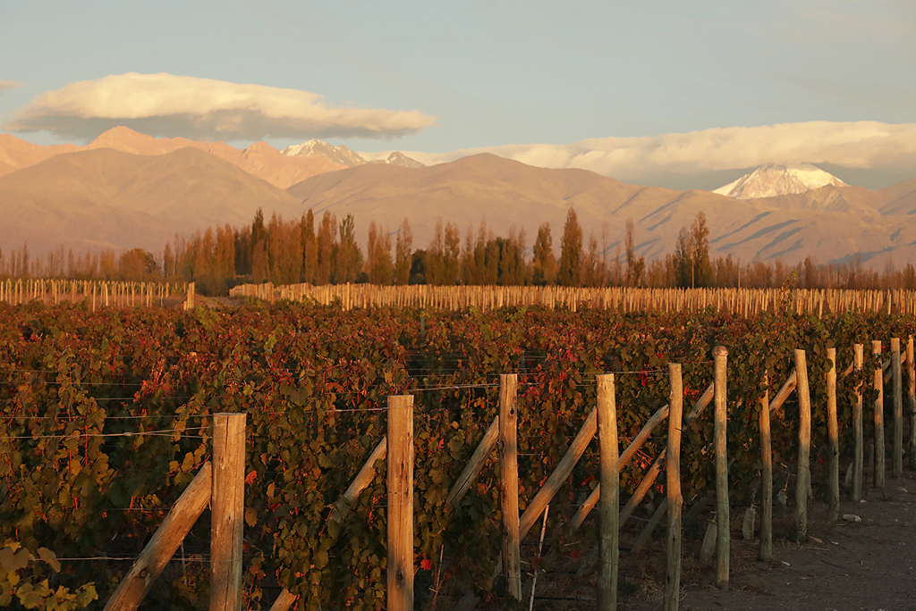 Bodegas - Lagarde