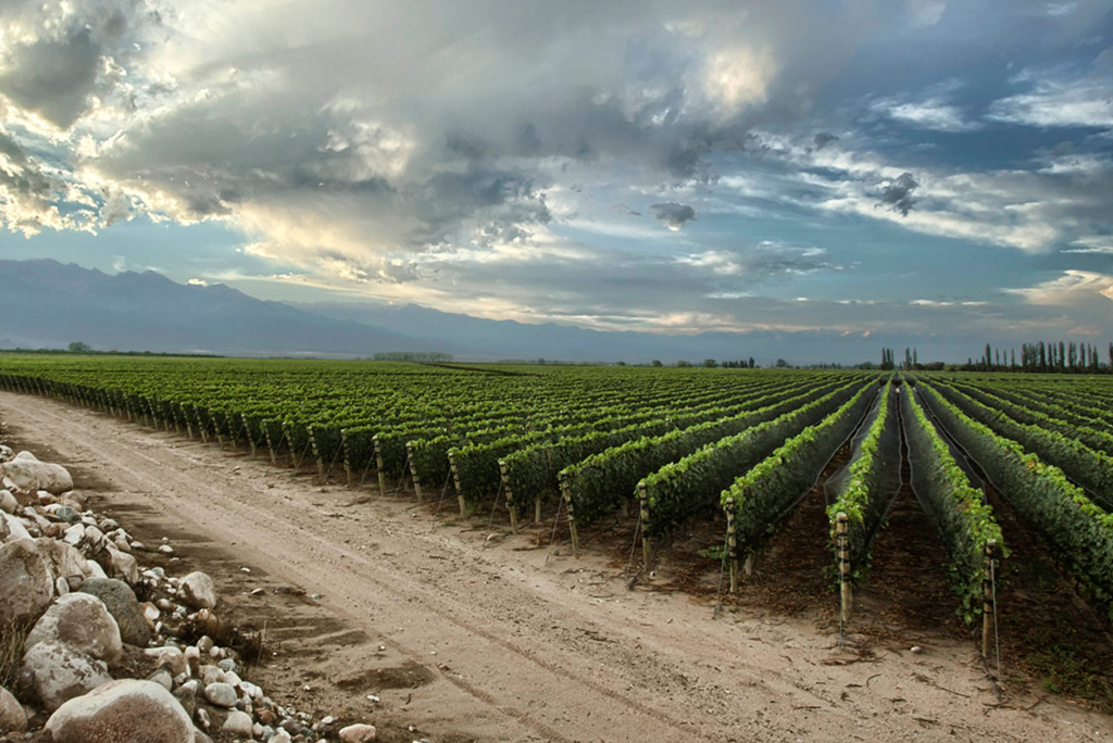 Bodega Zuccardi