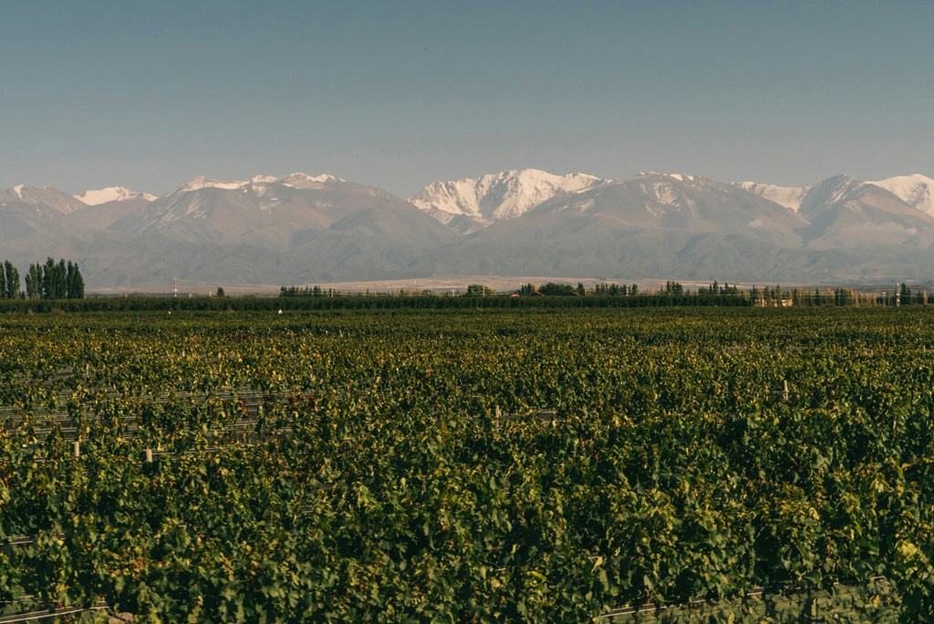 Bodega Casa Petrini